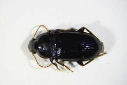 Image of Harpalus tenebrosus