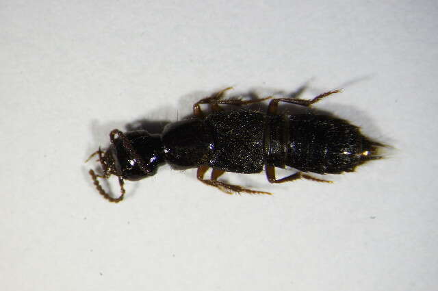 Image of Rove beetle