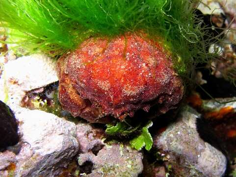 Image of Linnaeus's sponge crab