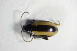Image of <i>Phyllotreta nemorum</i>