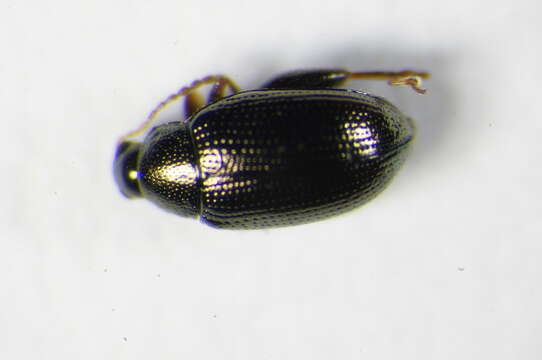 Image of <i>Psylliodes attenuatus</i>