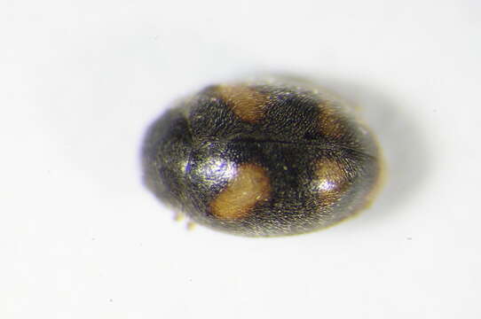 Image of <i>Nephus quadrimaculatus</i>