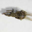 Image of <i>Trichopterapion holosericeum</i>
