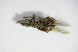 Image de <i>Trichopterapion holosericeum</i>