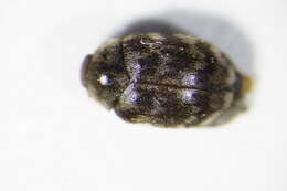 Image of Glabrous Cabinet Beetle