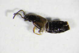 Image of Atheta (Atheta) aeneicollis (Sharp 1869)