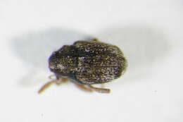 Слика од <i>Thamiocolus pubicollis</i>