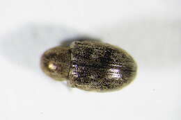 Image de <i>Pachnephorus pilosus</i>