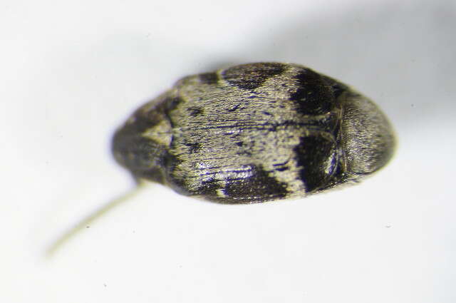 Image of <i>Bruchidius marginalis</i>