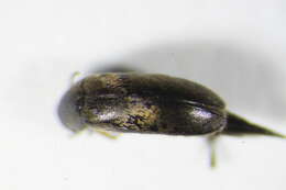 Image of <i>Mordellistena parvuloides</i>