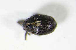 Image of Calosirus