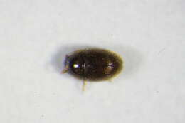 Image of Nossidium