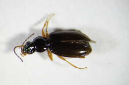 Image of Bembidion (Peryphanes) milleri Jacquelin du Val 1852