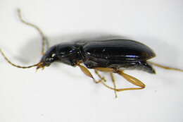 Image of Bembidion (Peryphiolus) monticola Sturm 1825