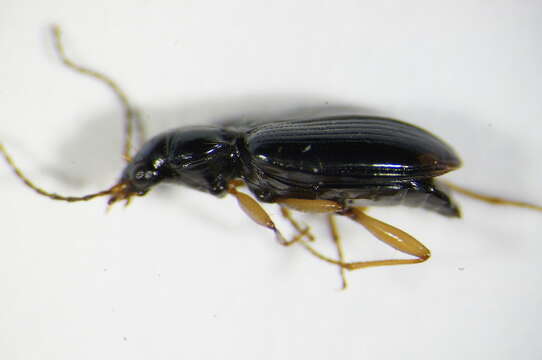 Image of Bembidion (Peryphiolus) monticola Sturm 1825