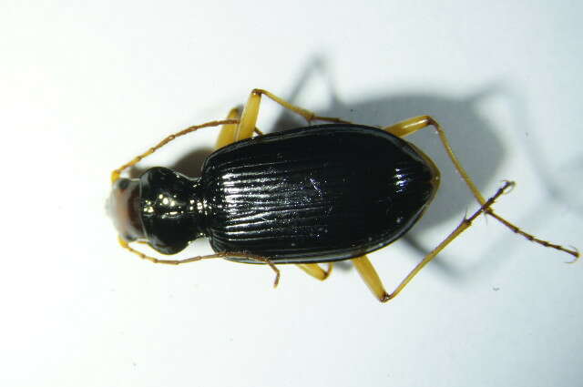 Image of Nebria (Eunebria) picicornis (Fabricius 1792)