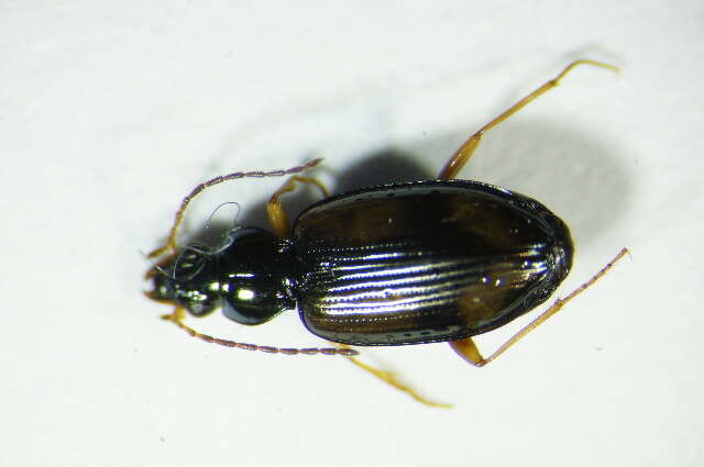 Image of Bembidion (Peryphus) cruciatum Dejean 1831