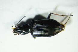 Imagem de Bembidion (Bembidionetolitzkya) ascendens K. Daniel 1902