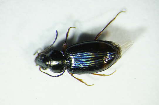 Image of Bembidion (Philochthus) biguttatum (Fabricius 1779)