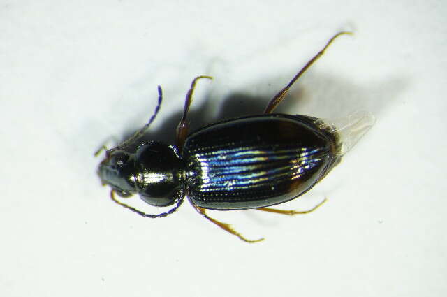 Imagem de Bembidion (Philochthus) biguttatum (Fabricius 1779)