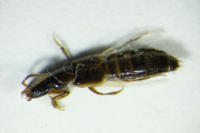 Image of Rove beetle