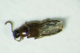 Imagem de <i>Alaobia scapularis</i>