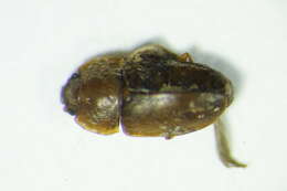 Image of <i>Epuraea muehli</i>