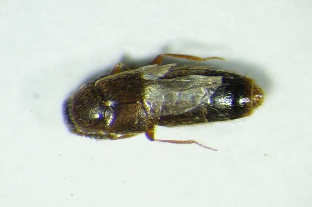 Imagem de <i>Alaobia scapularis</i>