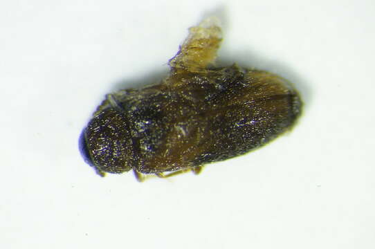 Image of <i>Abdera triguttata</i>