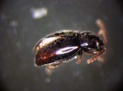 Image of <i>Cryptophagus labilis</i>