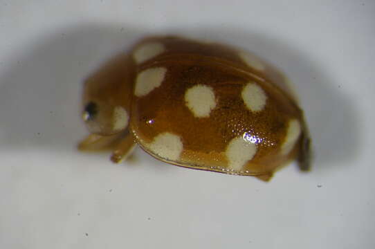 Image of Yellow toadflax stem weevil