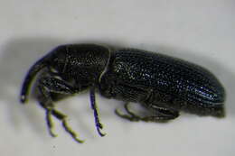 Image of Yellow toadflax stem weevil