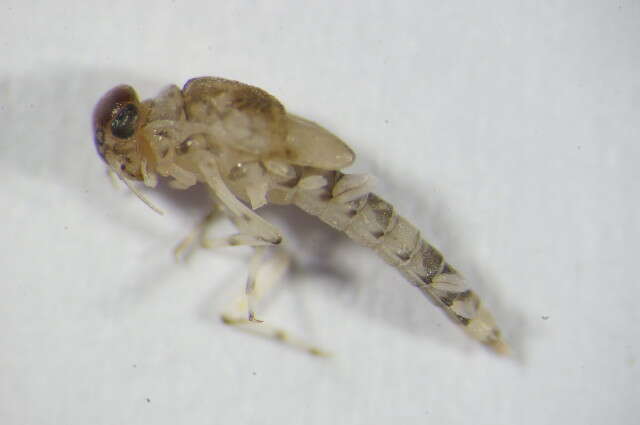 Image of small minnow mayflies
