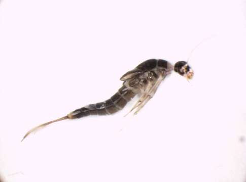 Image of Baetis muticus