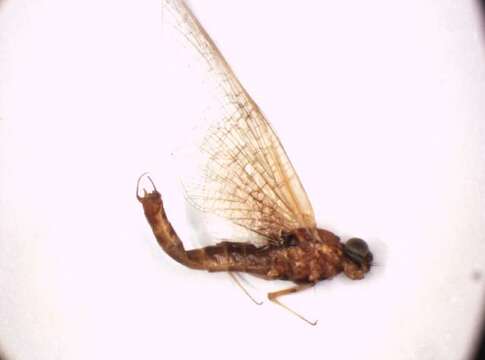 Image of Rhithrogena semicolorata (Curtis 1834)