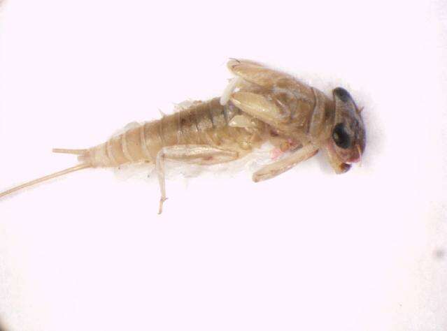 Image of Rhithrogena semicolorata (Curtis 1834)