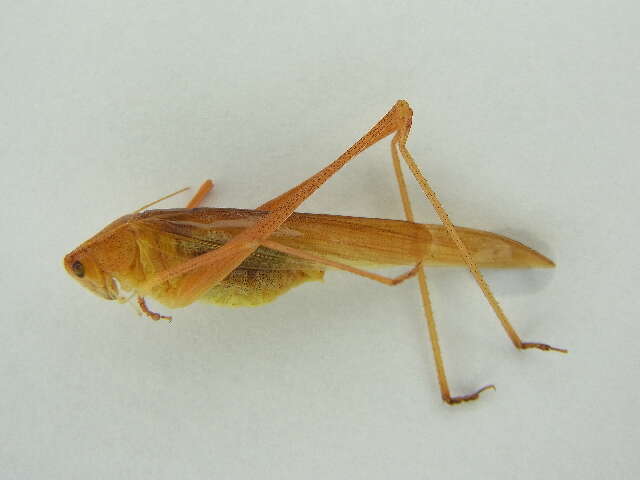 Image of sickle-bearing bush-cricket