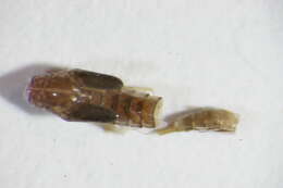 Image of <i>Baetis digitatus</i>