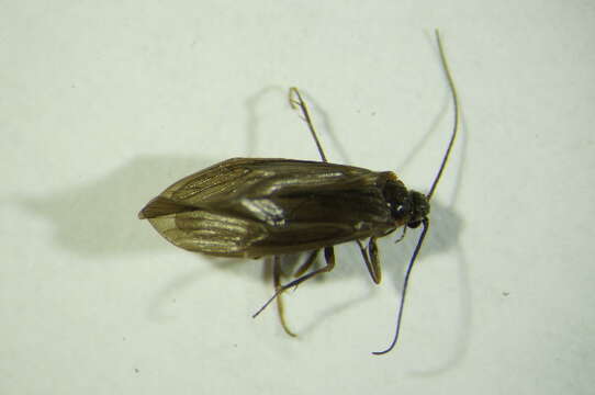 Слика од Agapetus (Agapetus) fuscipes Curtis 1834