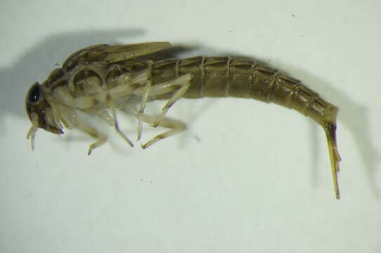 <i>Baetis niger</i> resmi