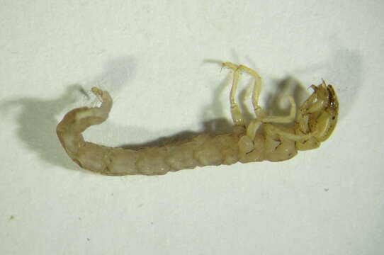 Image of Stenophylax