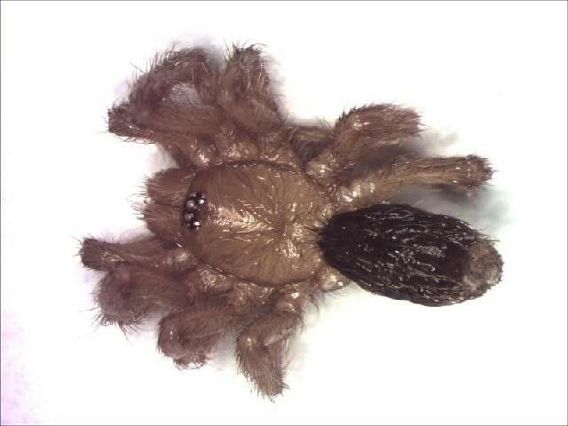 Image of tarantulas