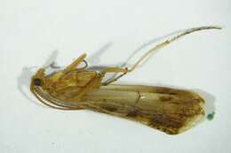 Image of Limnephilus lunatus Curtis 1834