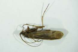 Limnephilus griseus (Linnaeus 1758) resmi