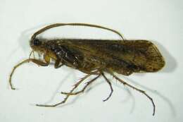 صورة Limnephilus affinis Curtis 1834