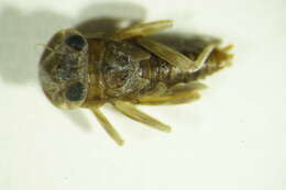 Image of Electrogena ujhelyii (Sowa 1981)