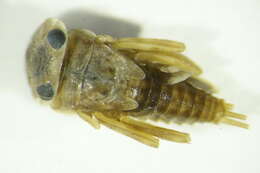 Image of Electrogena ujhelyii (Sowa 1981)