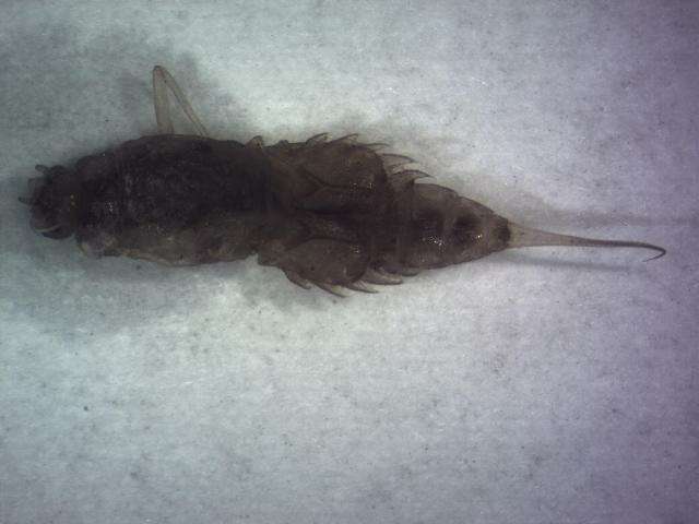 Image of Large Broadwings