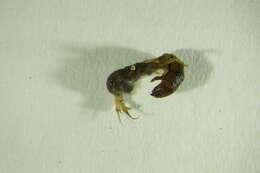 Image of Hydropsyche (Hydropsyche) incognita Pitsch 1993