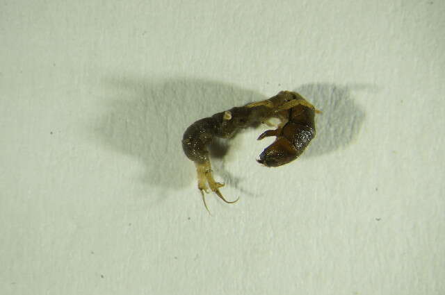 Image of Hydropsyche (Hydropsyche) incognita Pitsch 1993